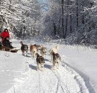 Husky dogs towing a sled in the snow